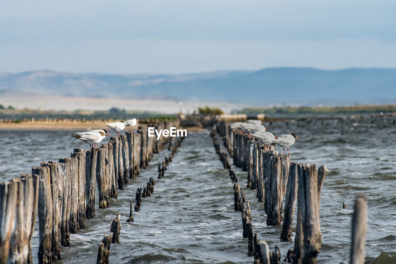 water, sea, shore, wood, nature, coast, post, wooden post, no people, in a row, day, sky, winter, pier, land, tranquility, beach, scenics - nature, beauty in nature, tranquil scene, reflection, outdoors, wave, ocean, environment, breakwater, non-urban scene, landscape, jetty, dock, mountain, body of water