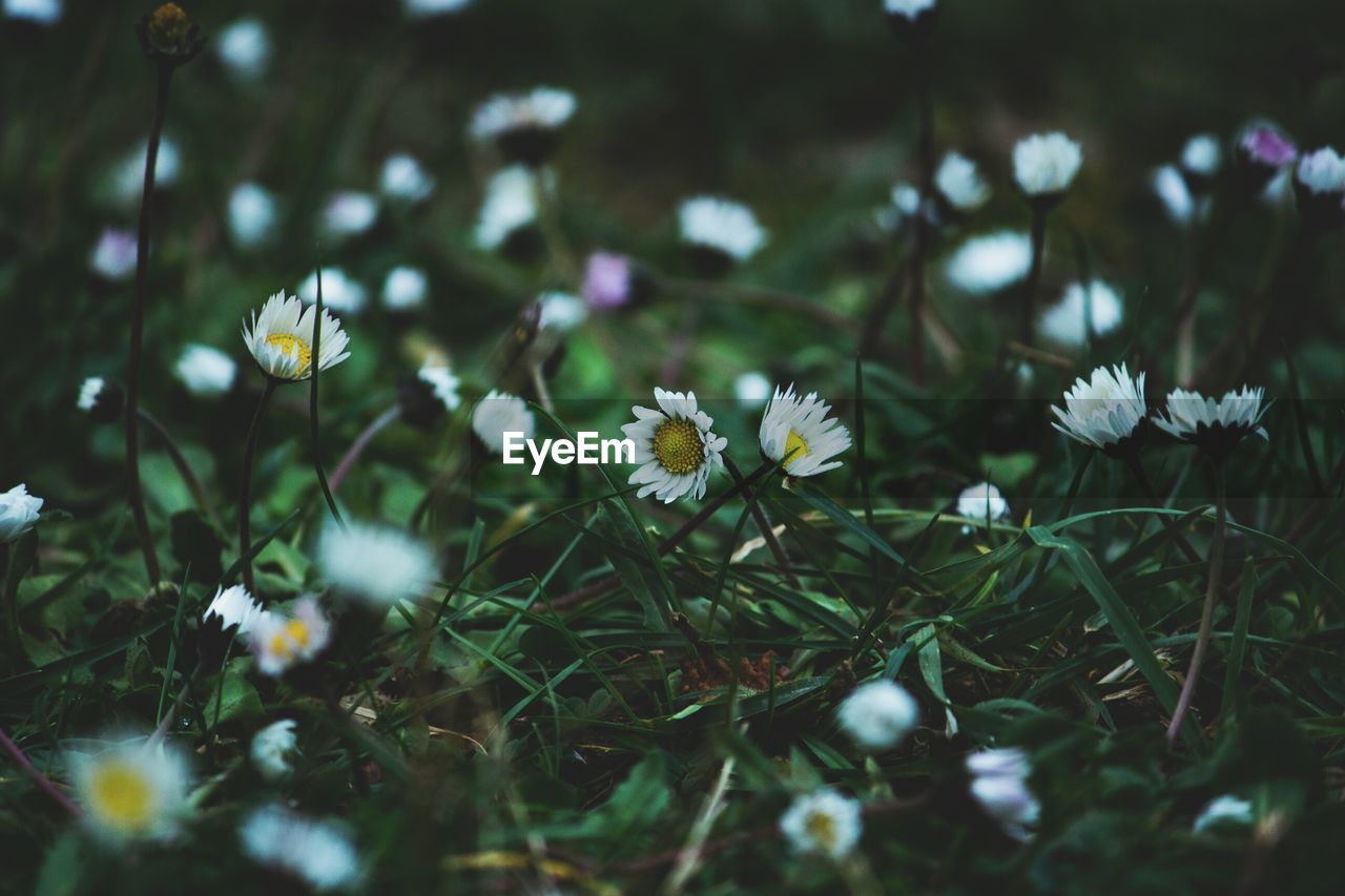 Close-up of white  daisy flowering plants on field