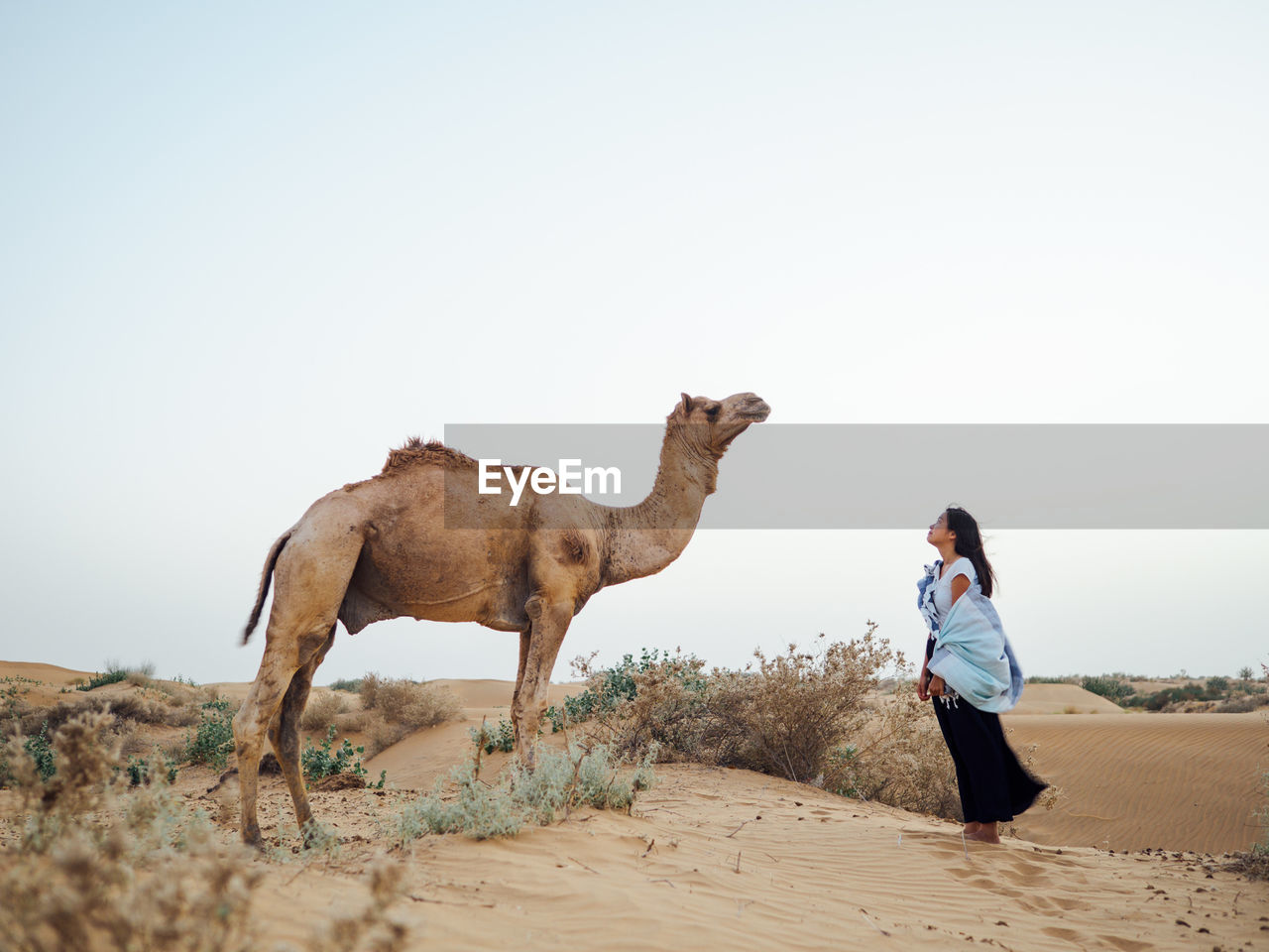 Side view of mid adult woman standing by camel while standing at desert against clear sky