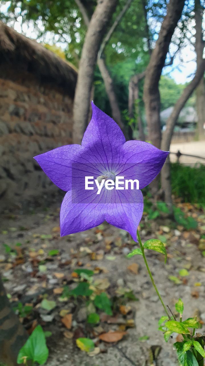 CLOSE-UP OF PURPLE FLOWER