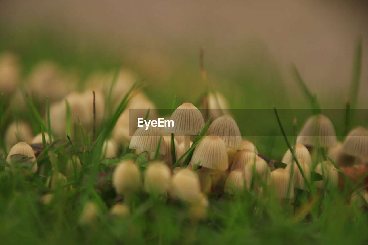 Close-up of beige mushrooms