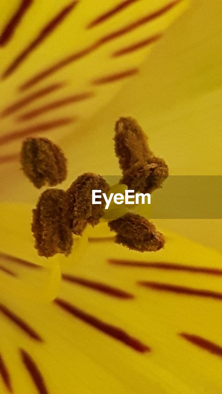 CLOSE-UP OF YELLOW FLOWER GROWING AGAINST SKY