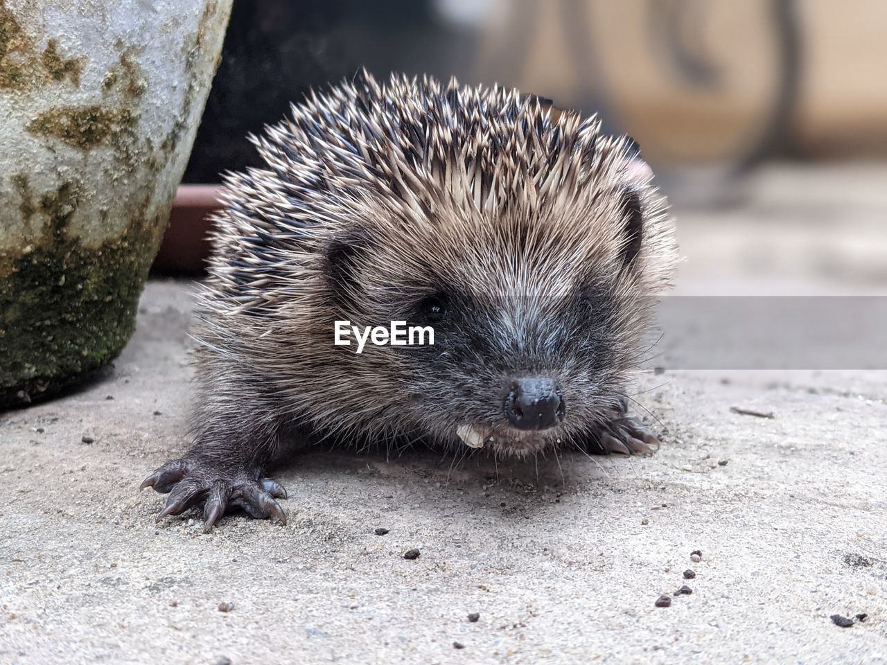 A baby hedgehog in the garden