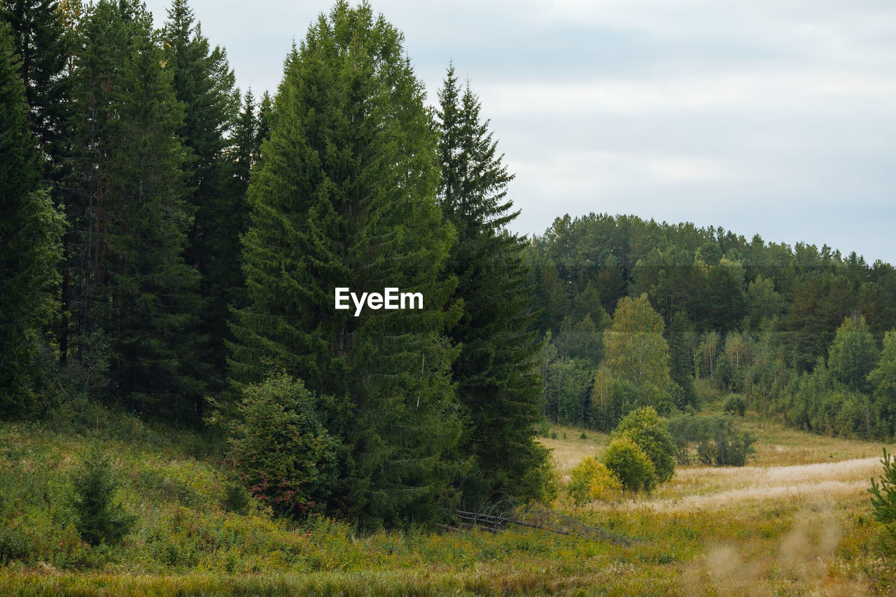 Pine trees in forest against sky