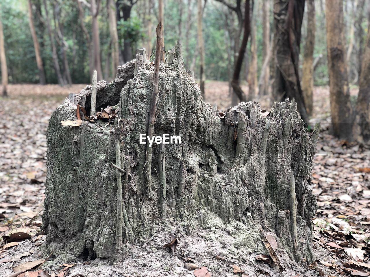 CLOSE-UP OF TREE TRUNK ON FIELD