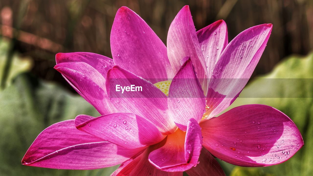 CLOSE-UP OF PINK FLOWER