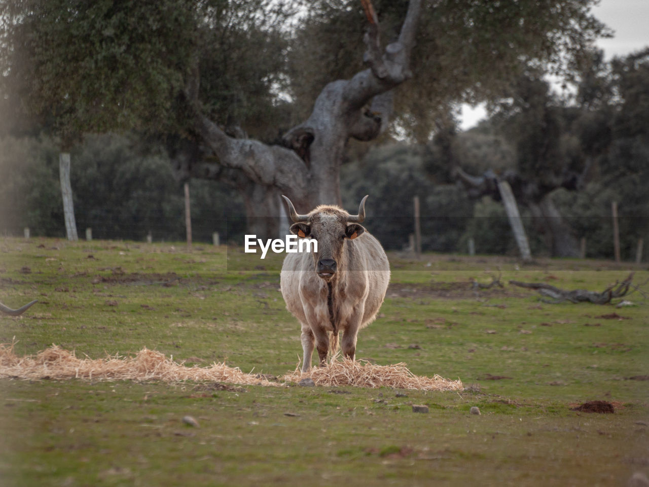 VIEW OF A HORSE ON FIELD