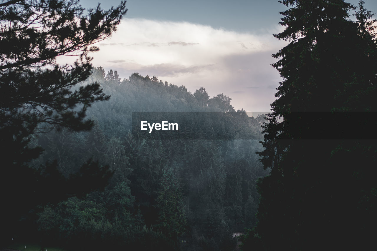 Trees in forest against sky