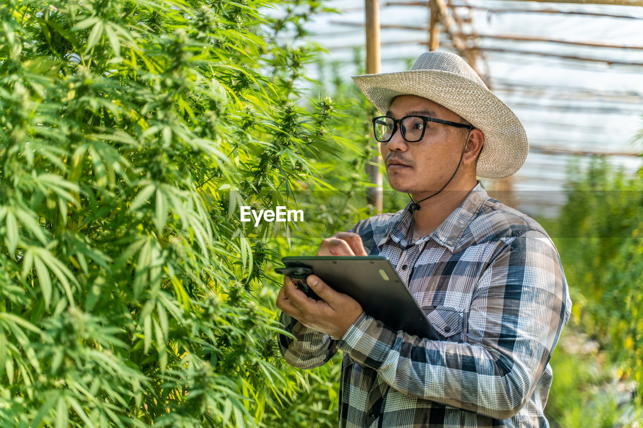 Male cannabis farmer checking the quality of his plants at his environment controlled greenhouse