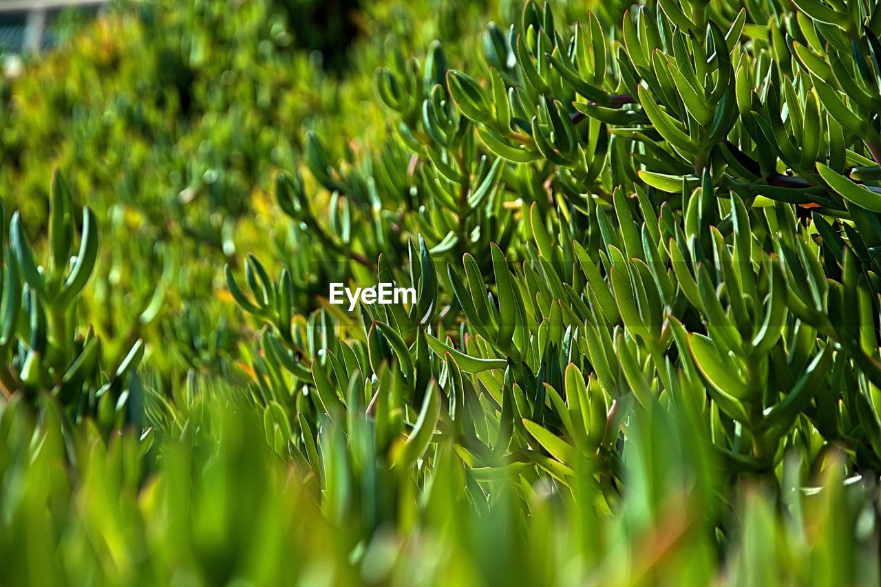 CLOSE-UP OF FRESH GREEN PLANT