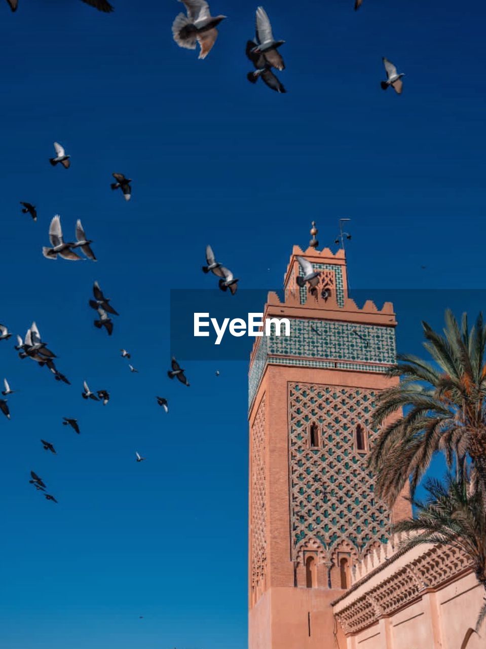 Low angle view of birds flying against blue sky
