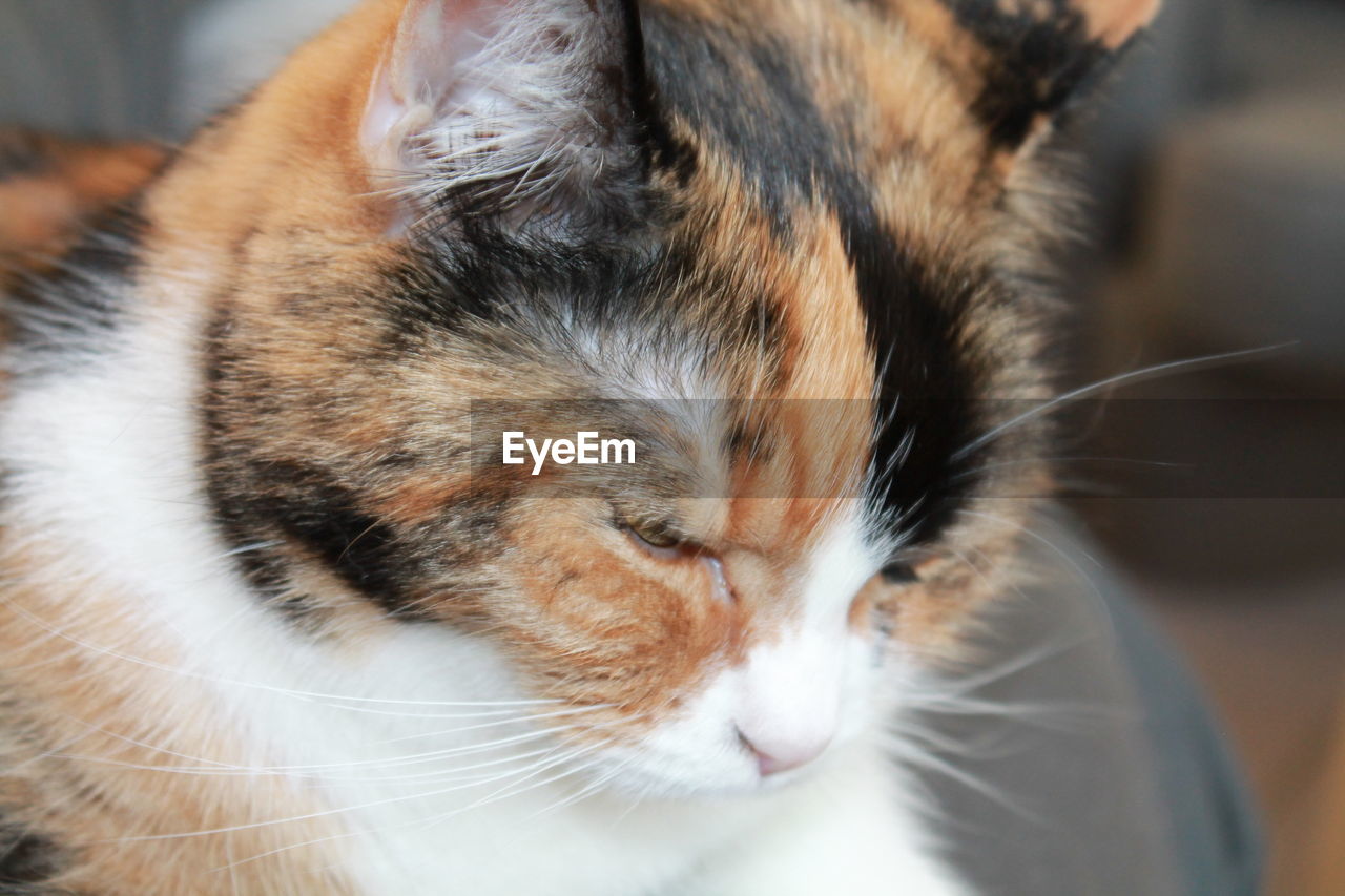 Close-up of cat