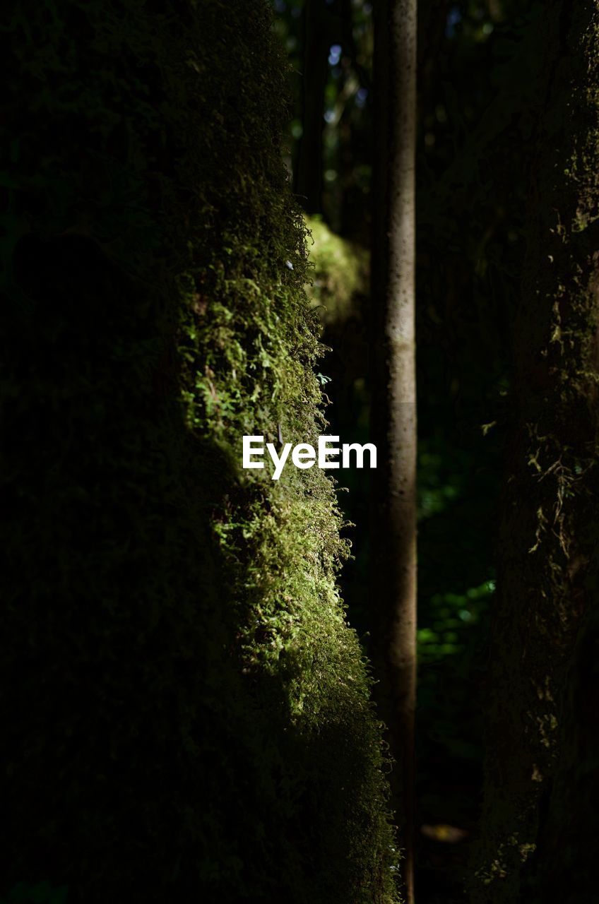 CLOSE-UP OF MOSS ON TREE TRUNK