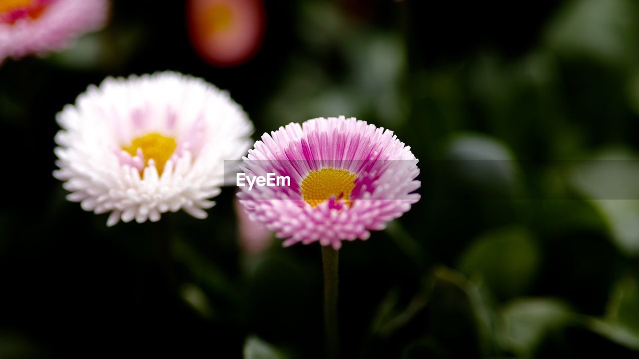 CLOSE-UP OF FLOWER BLOOMING