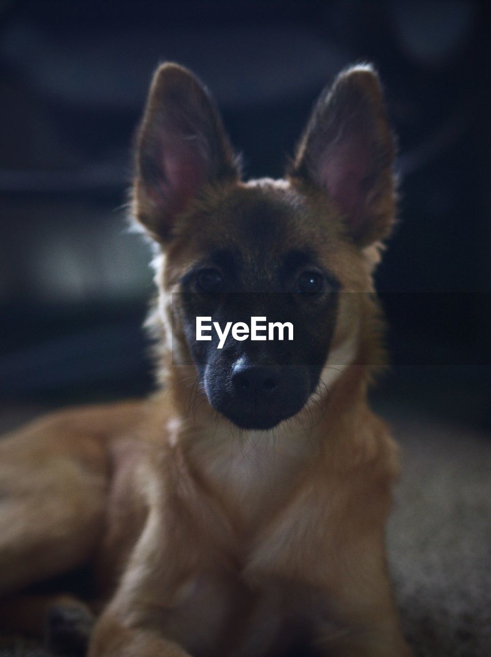 Close-up portrait of dog