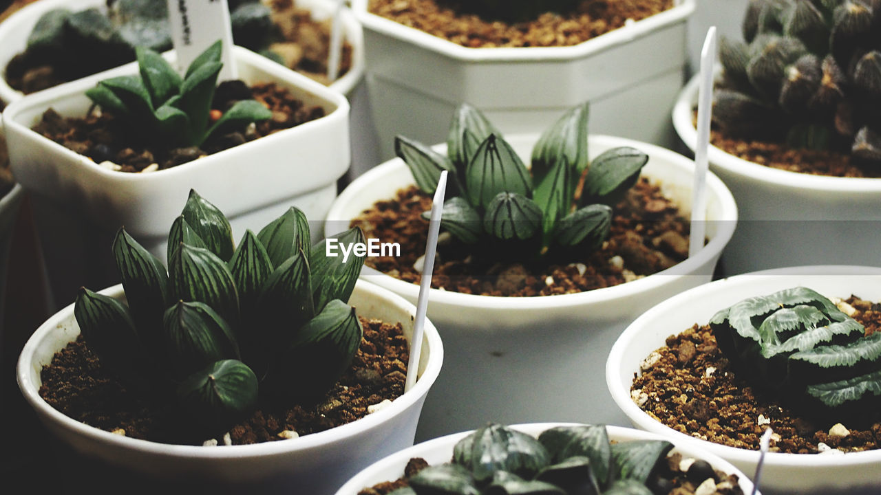 High angle view of potted plants