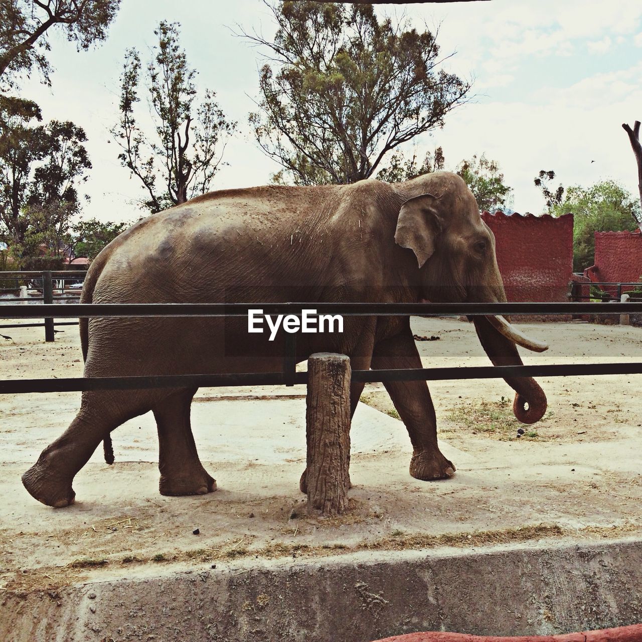Elephant in stable