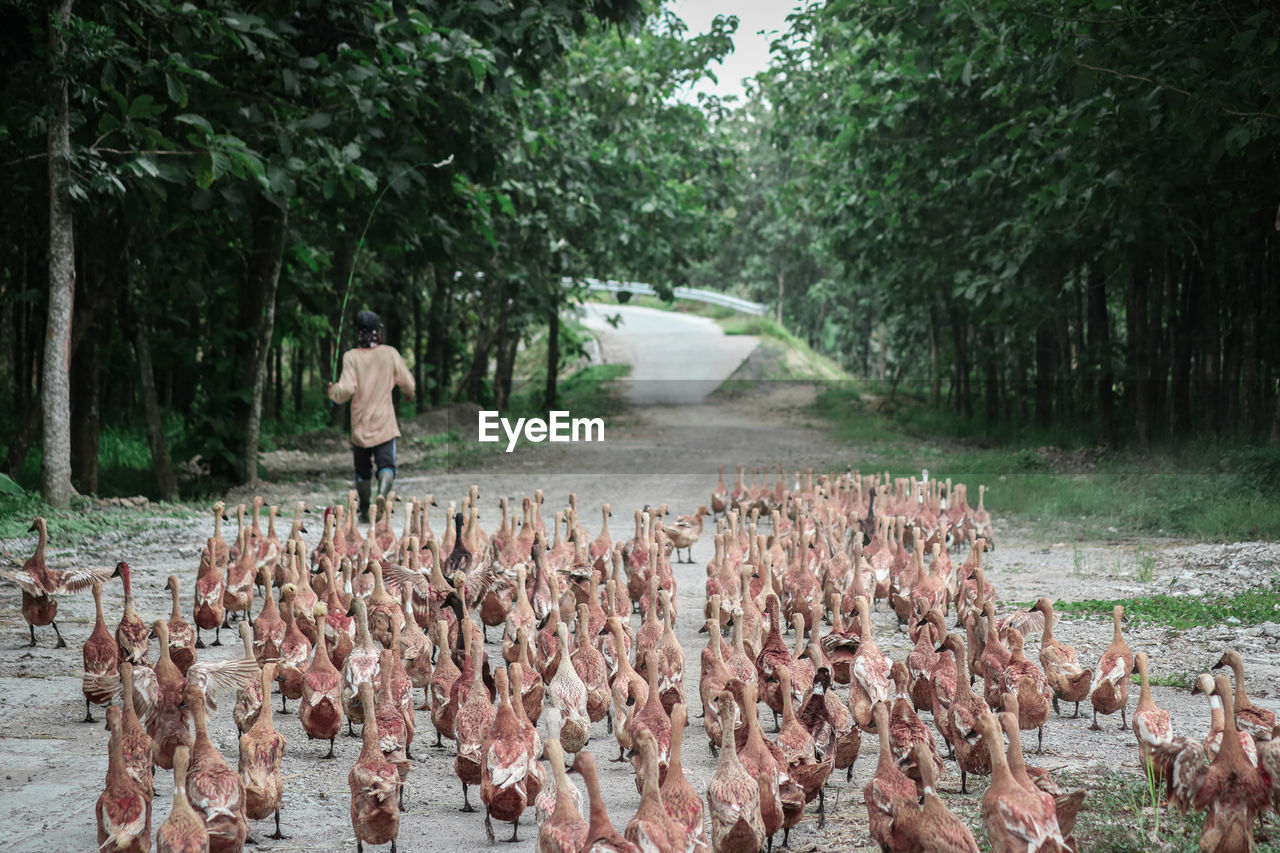 REAR VIEW OF SENIOR MAN WALKING IN FOREST