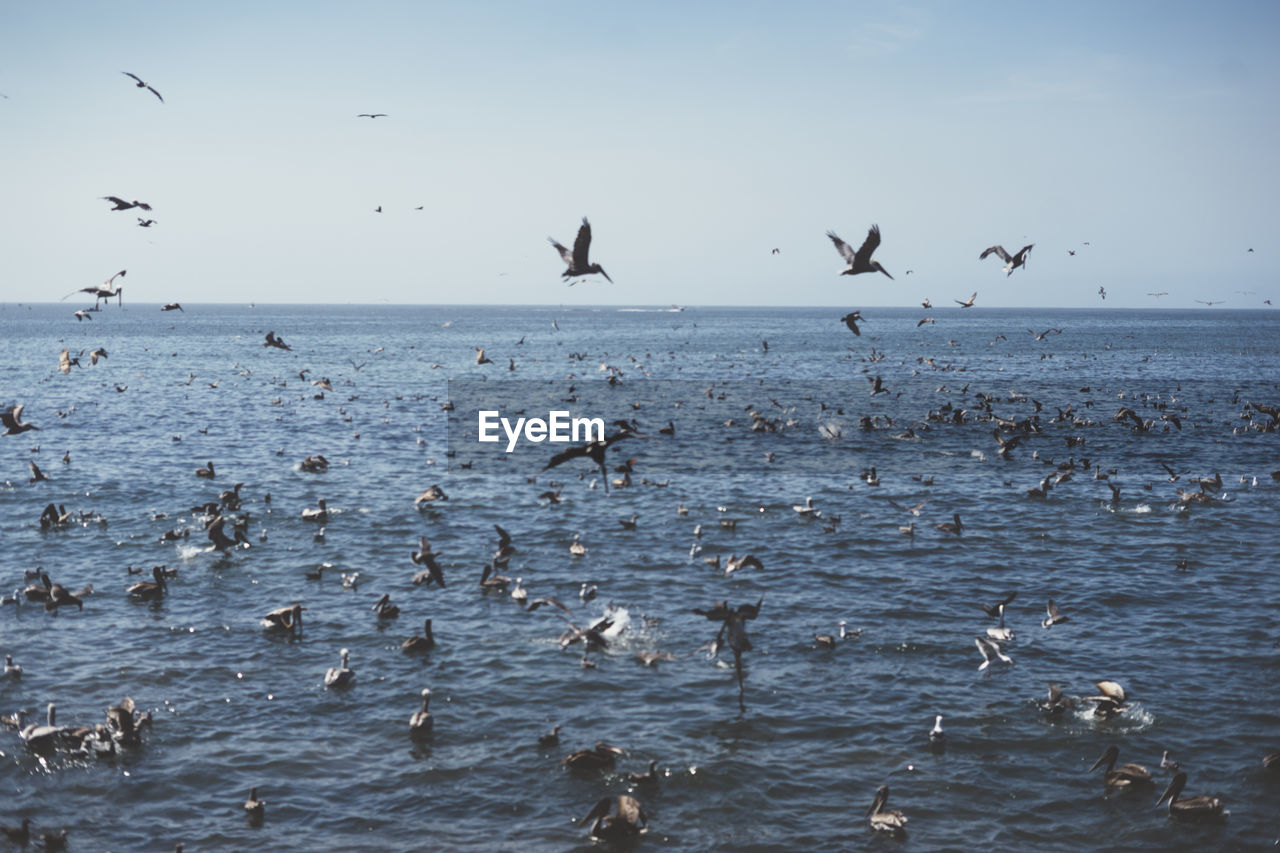 Flock of seagulls flying over sea