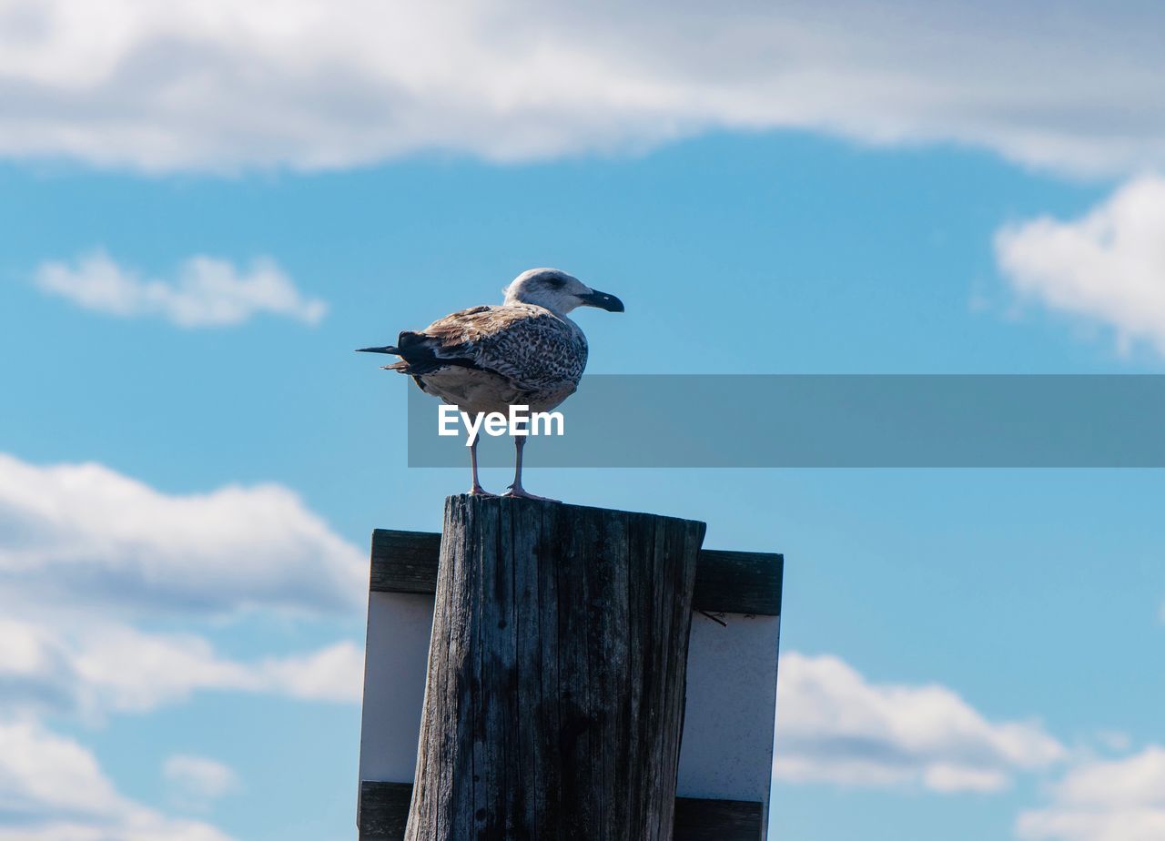 Low angle view of seagull perching on wooden post against sky