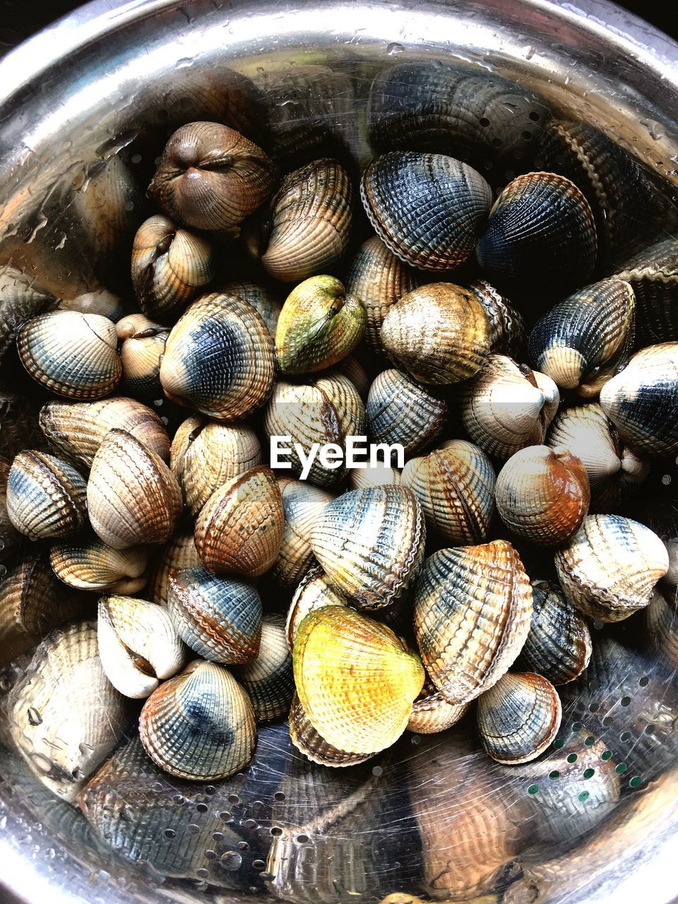 CLOSE-UP OF SNAIL IN SHELL