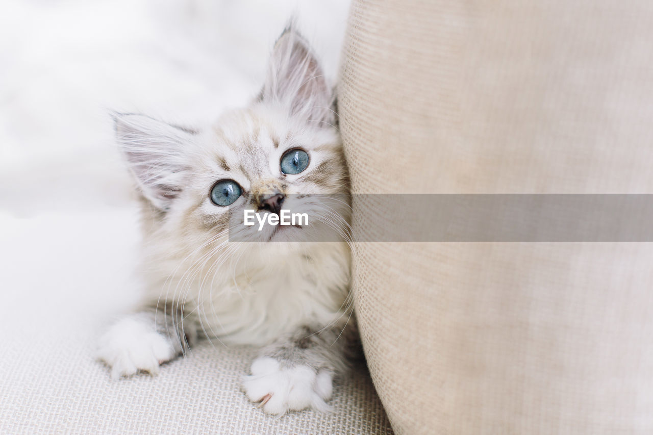 CLOSE-UP PORTRAIT OF CAT BY WHITE WALL