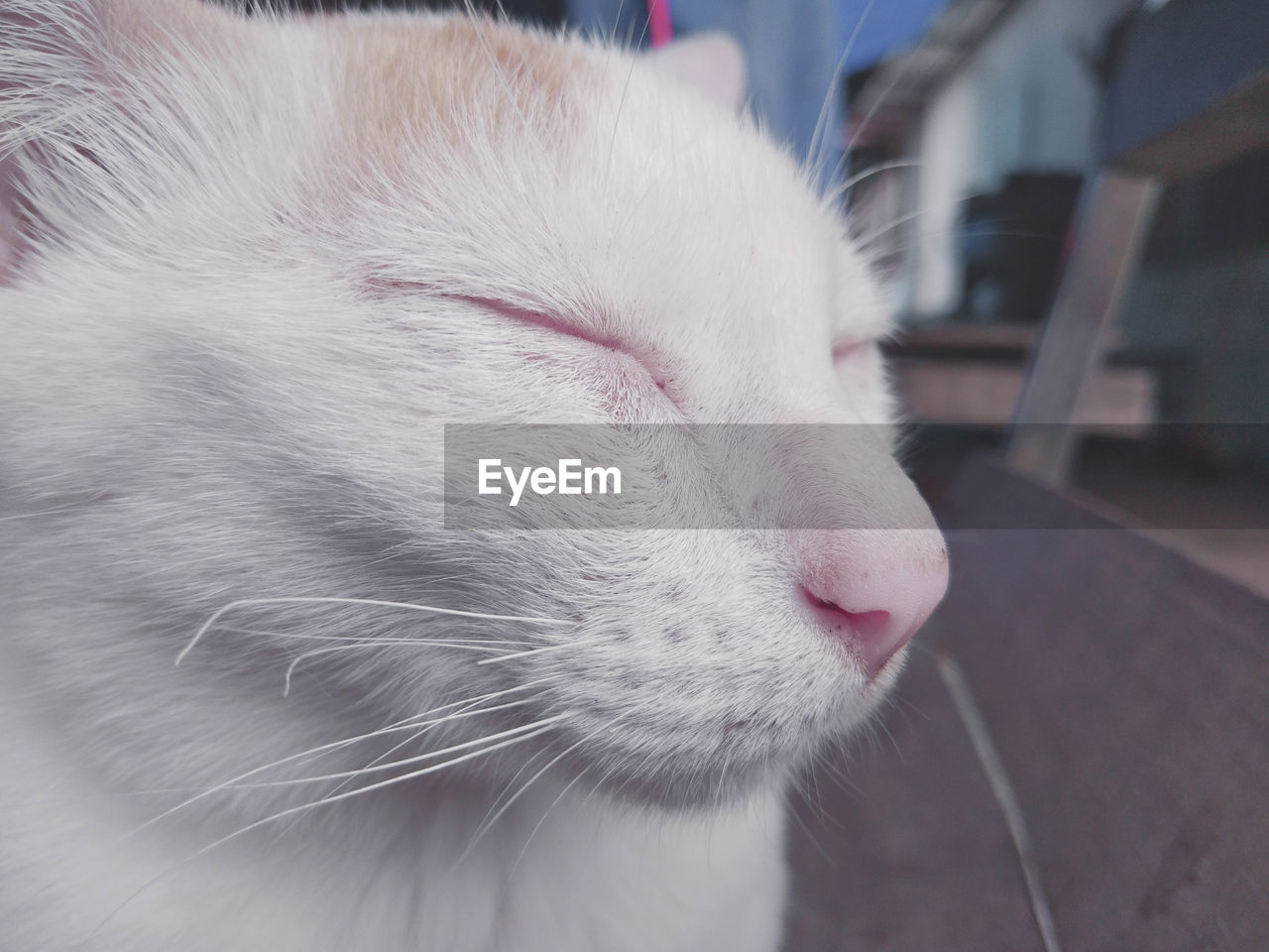 CLOSE-UP OF A WHITE CAT