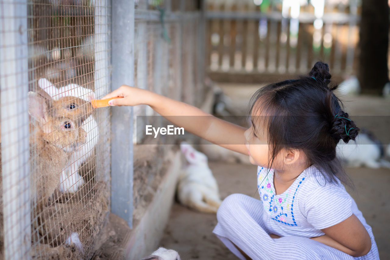 Girl feeding rabbits