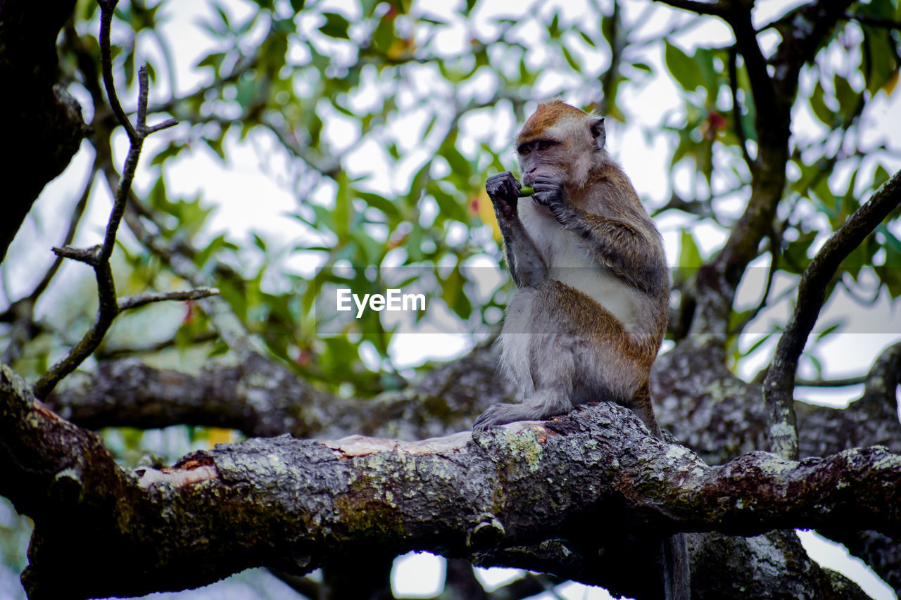Monkey sitting on tree in zoo