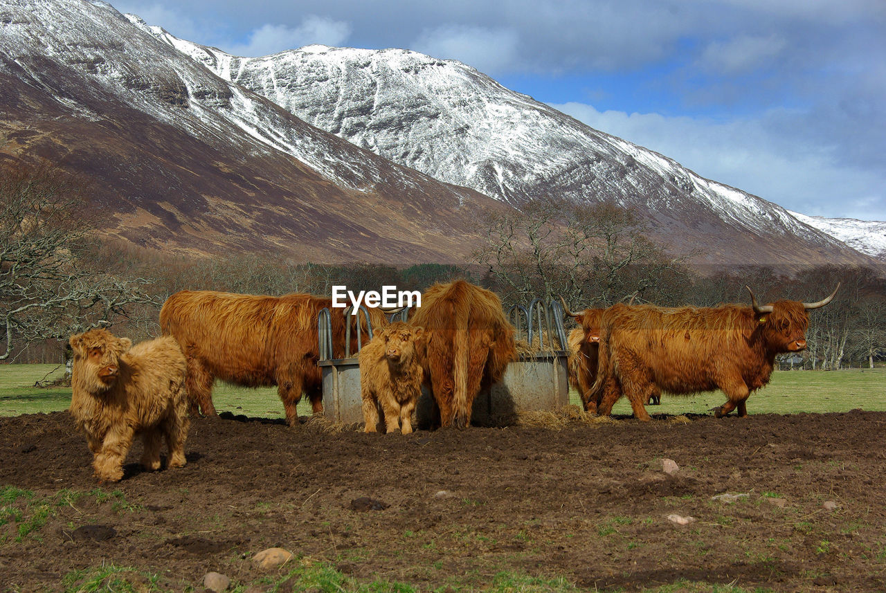Rural scene from scotland