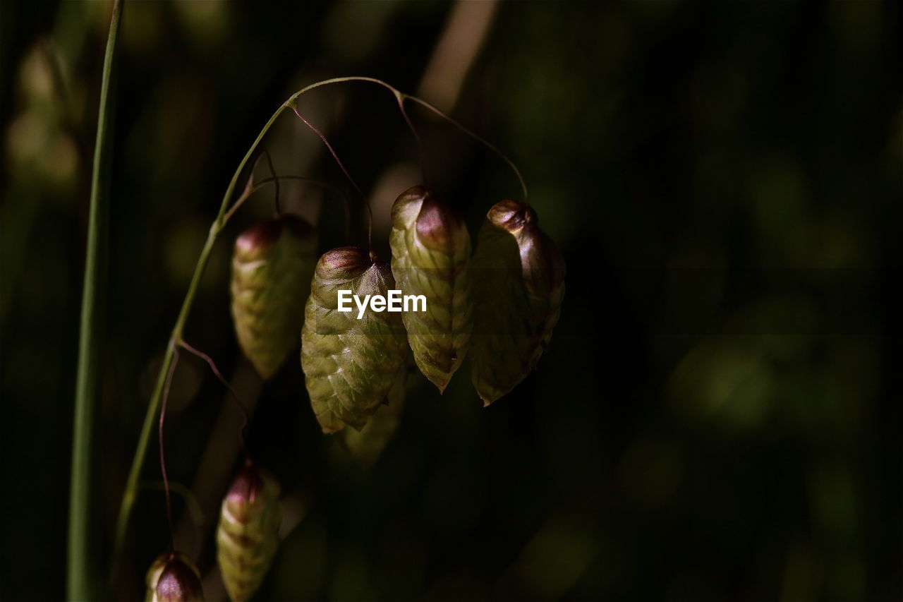 Close-up of flower bud