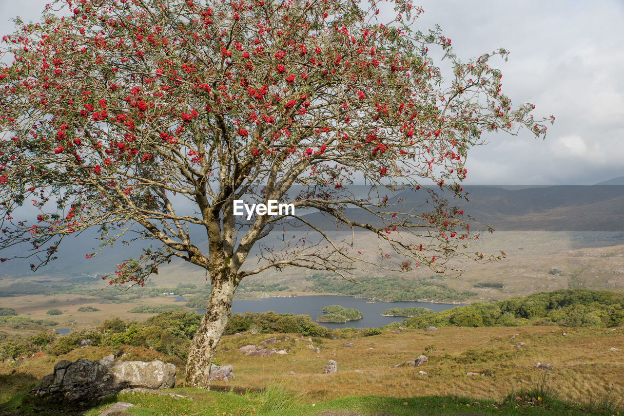 Tree on landscape against clear sky