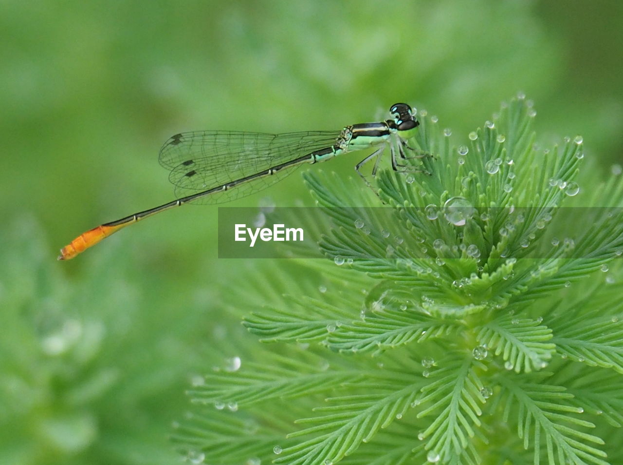 Close-up of damselfly on wet plant