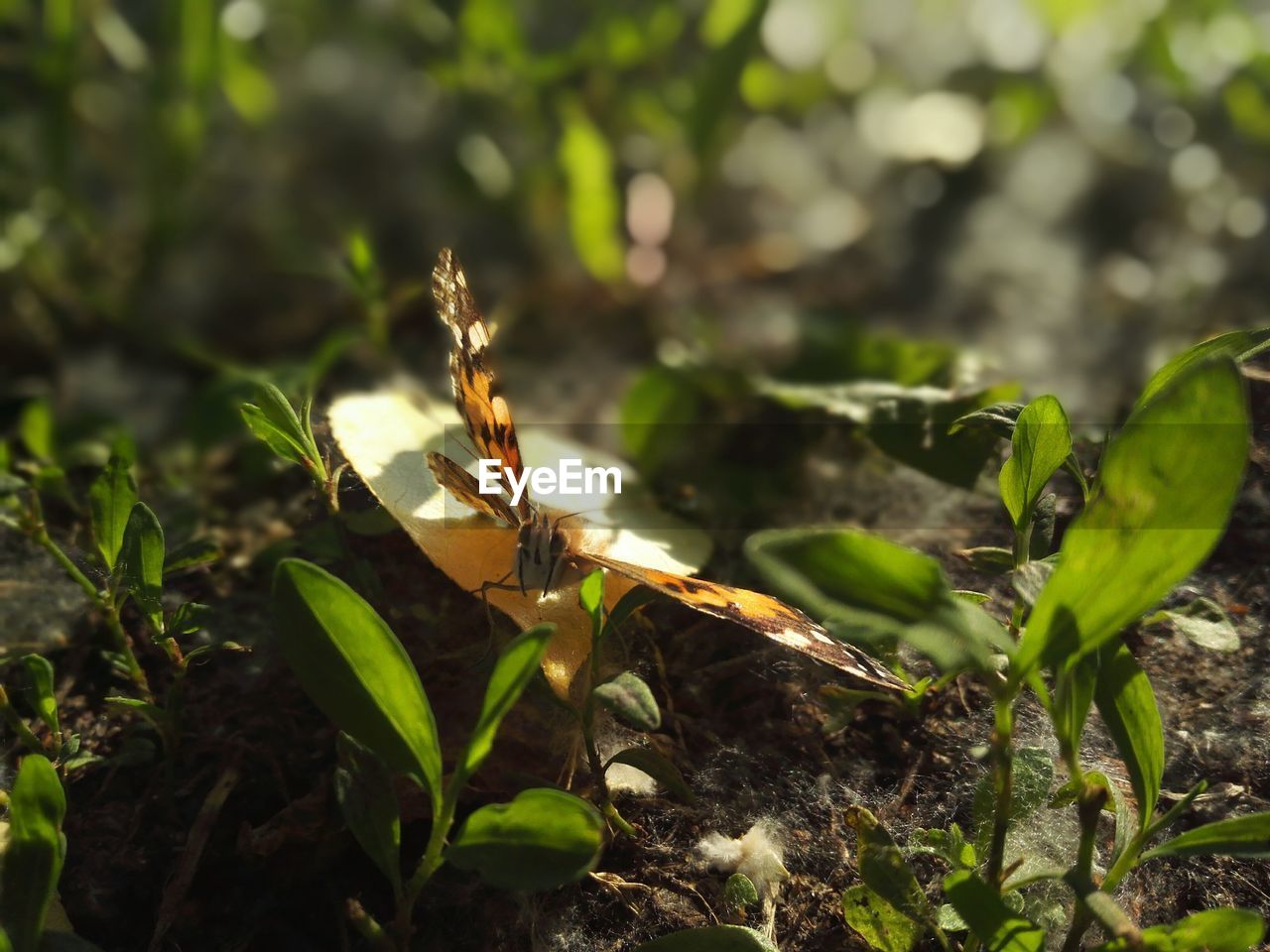 Close-up of insect on leaf