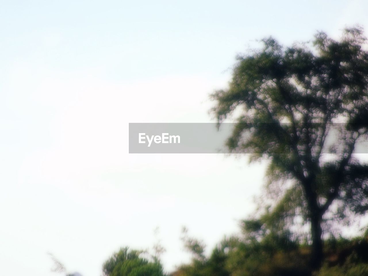 LOW ANGLE VIEW OF TREE AGAINST SKY