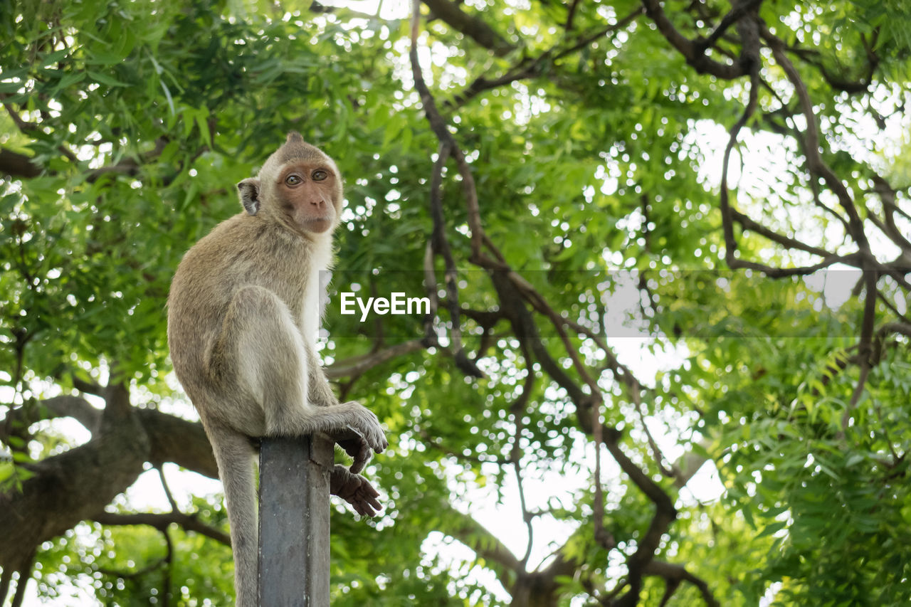 Low angle portrait of monkey sitting on pole against trees