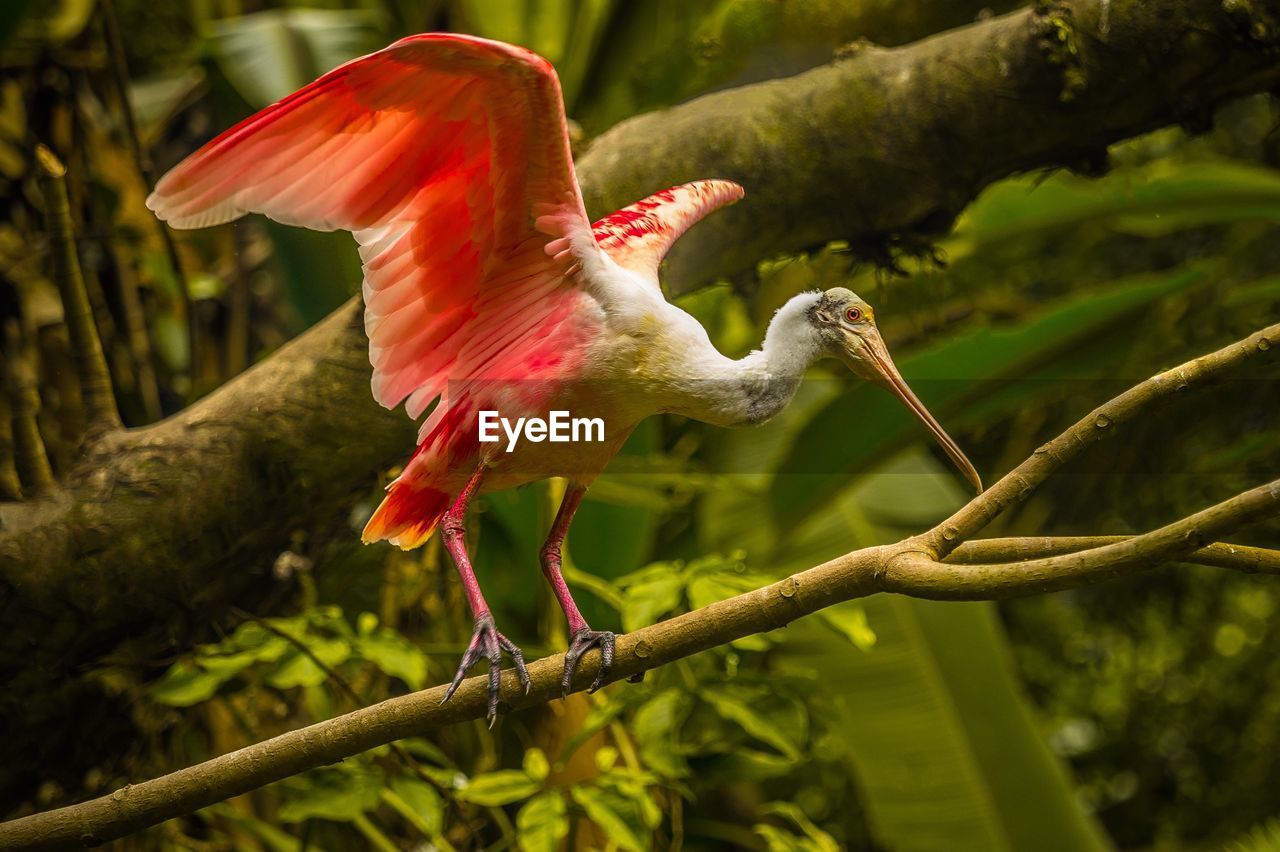 Pink ibis perching on tree in forest