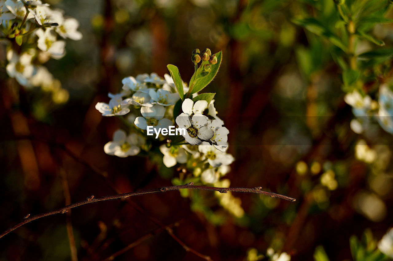 CLOSE-UP OF WHITE FLOWERING PLANT WITH TREE