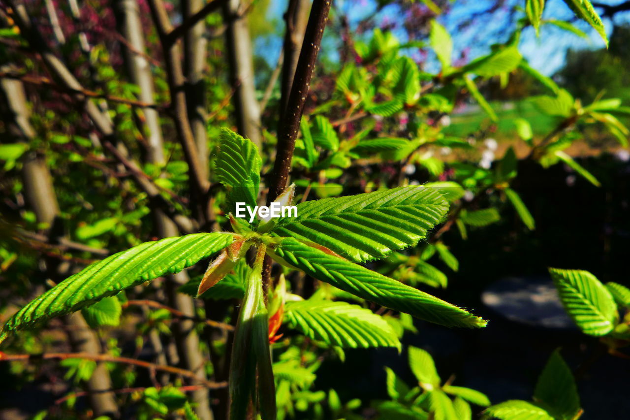 Close-up of fresh green plant