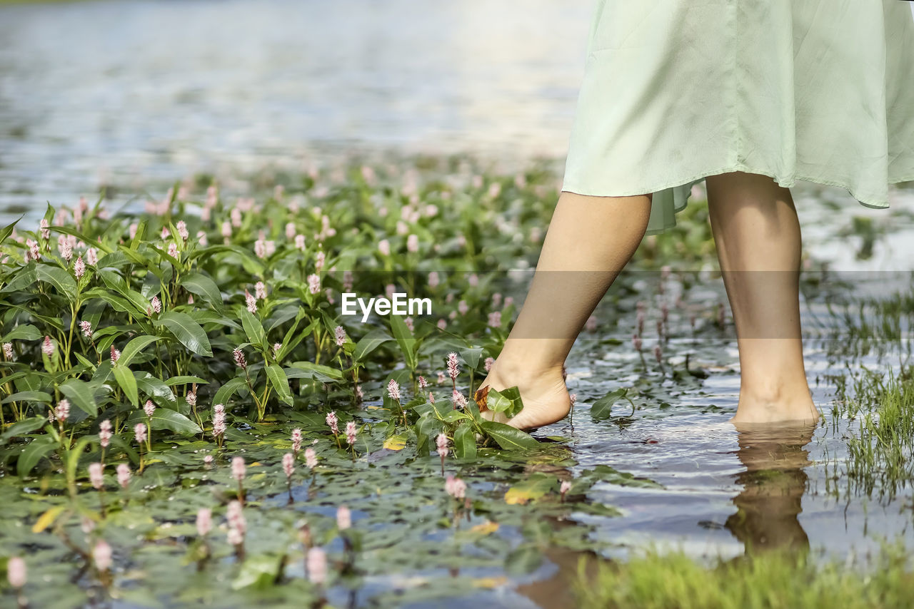 Woman's foot touches the water surface of a lake with blooming algae.