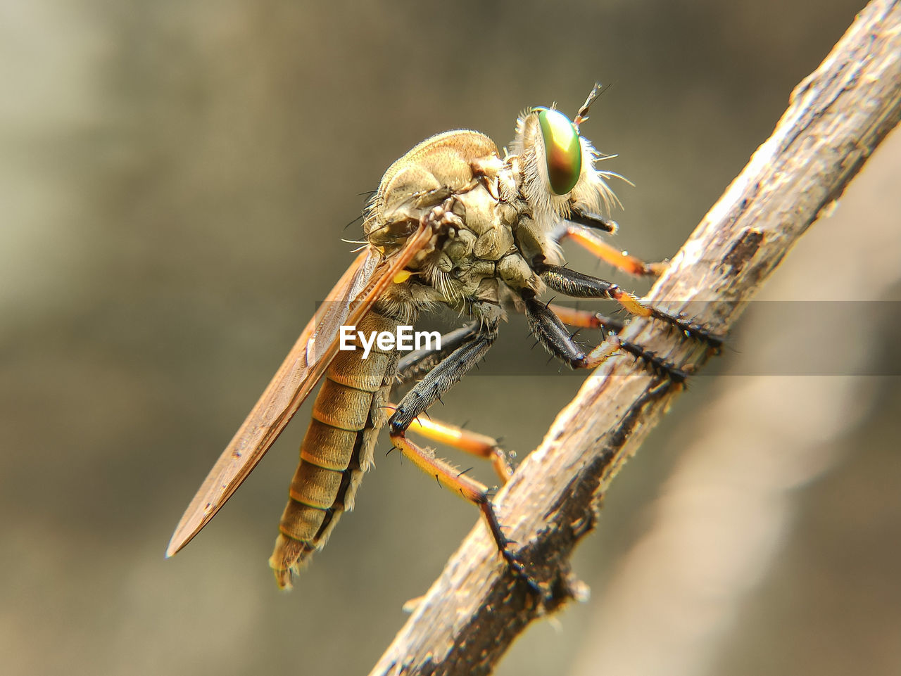 CLOSE-UP OF GRASSHOPPER