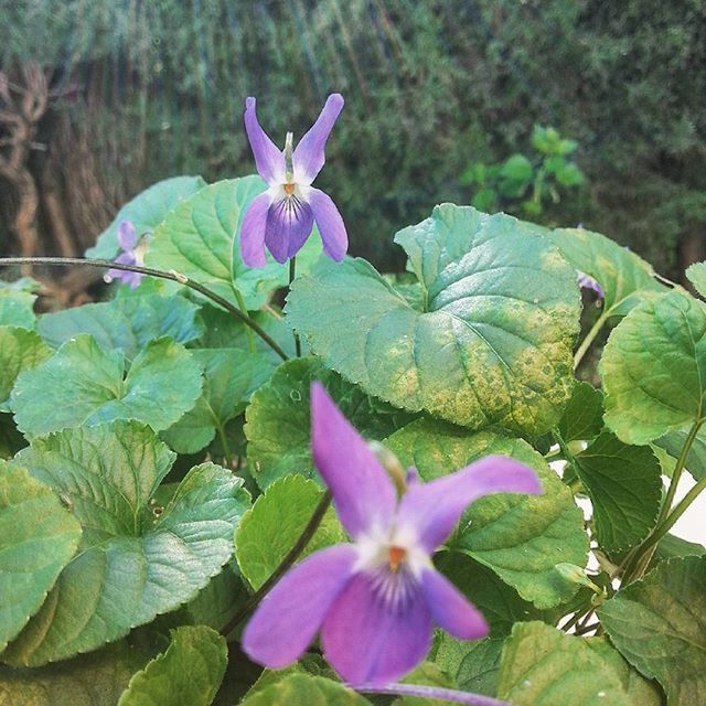 CLOSE-UP OF PURPLE FLOWERS BLOOMING OUTDOORS