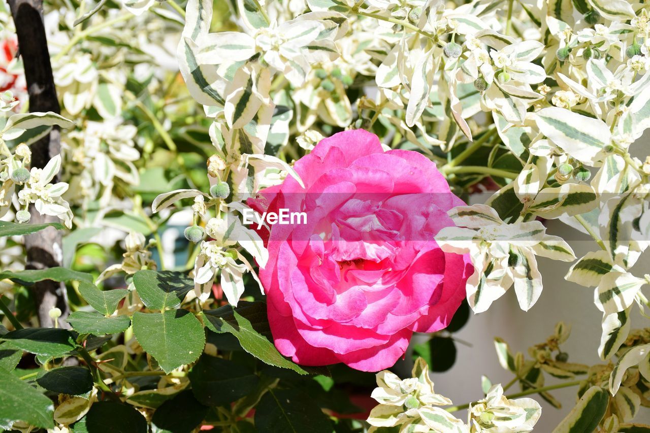 PINK ROSE BLOOMING OUTDOORS