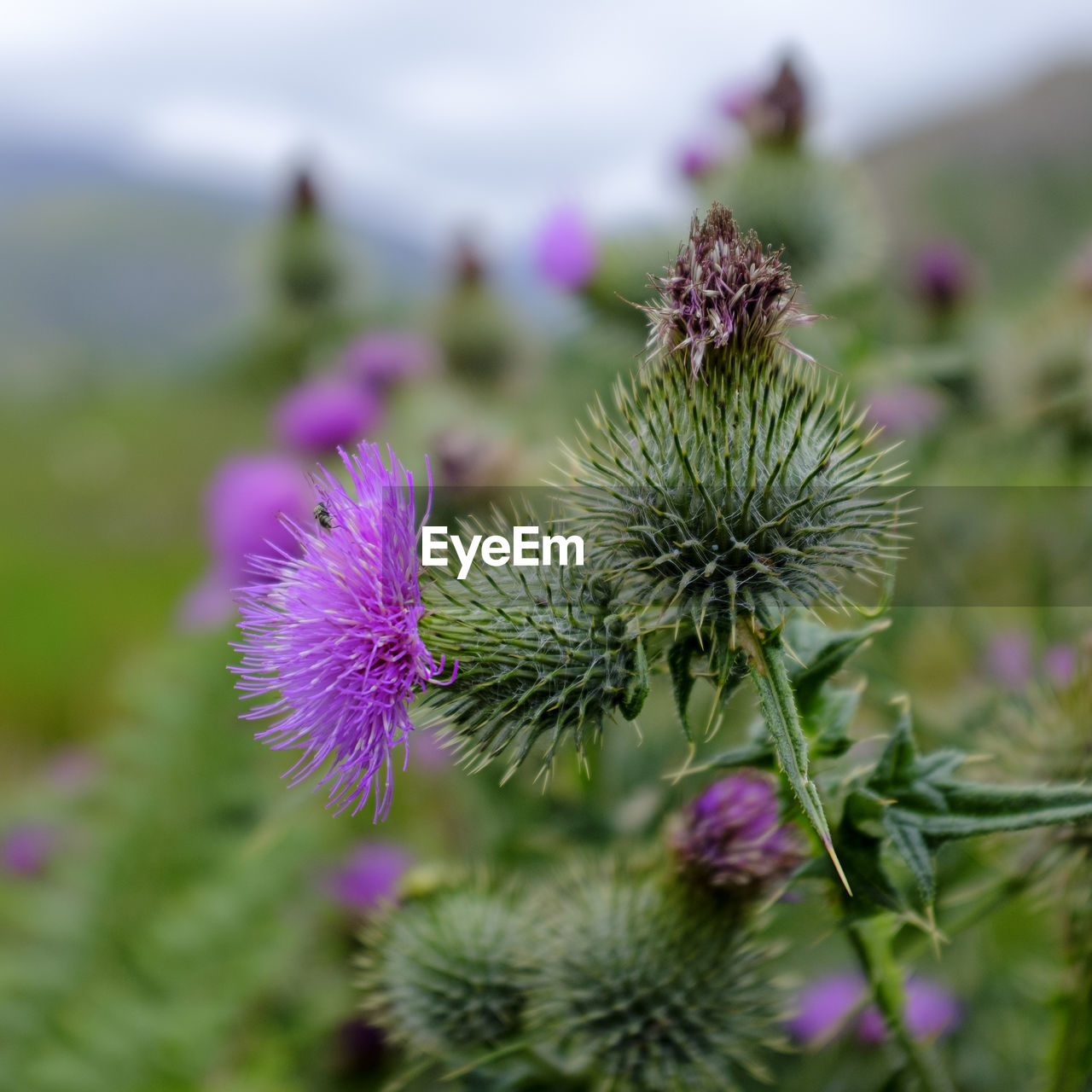 Close-up of thistle flower