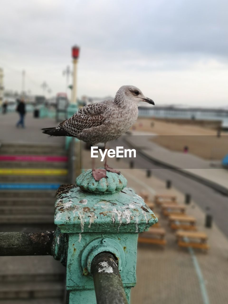 CLOSE-UP OF SEAGULLS PERCHING ON RAILING AGAINST SEA