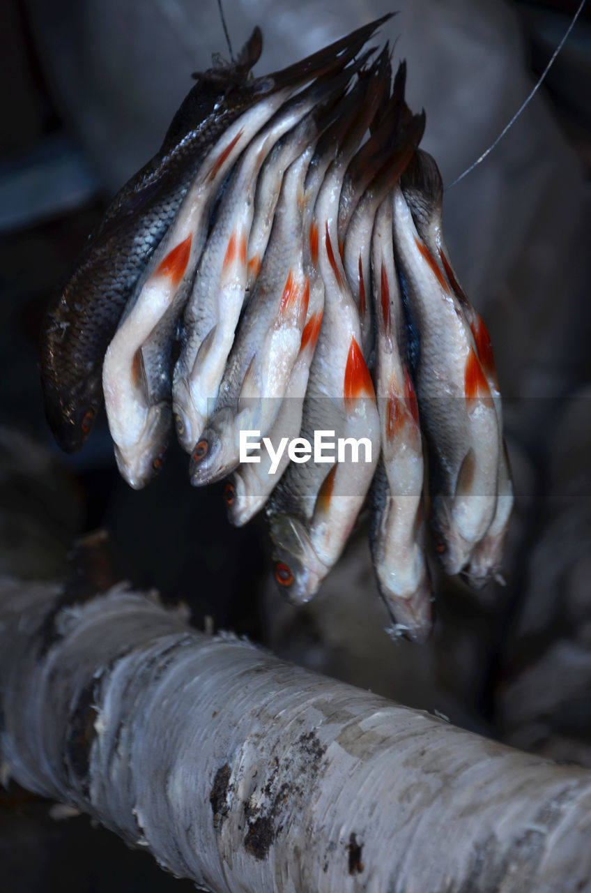 Close-up of fish for sale in market