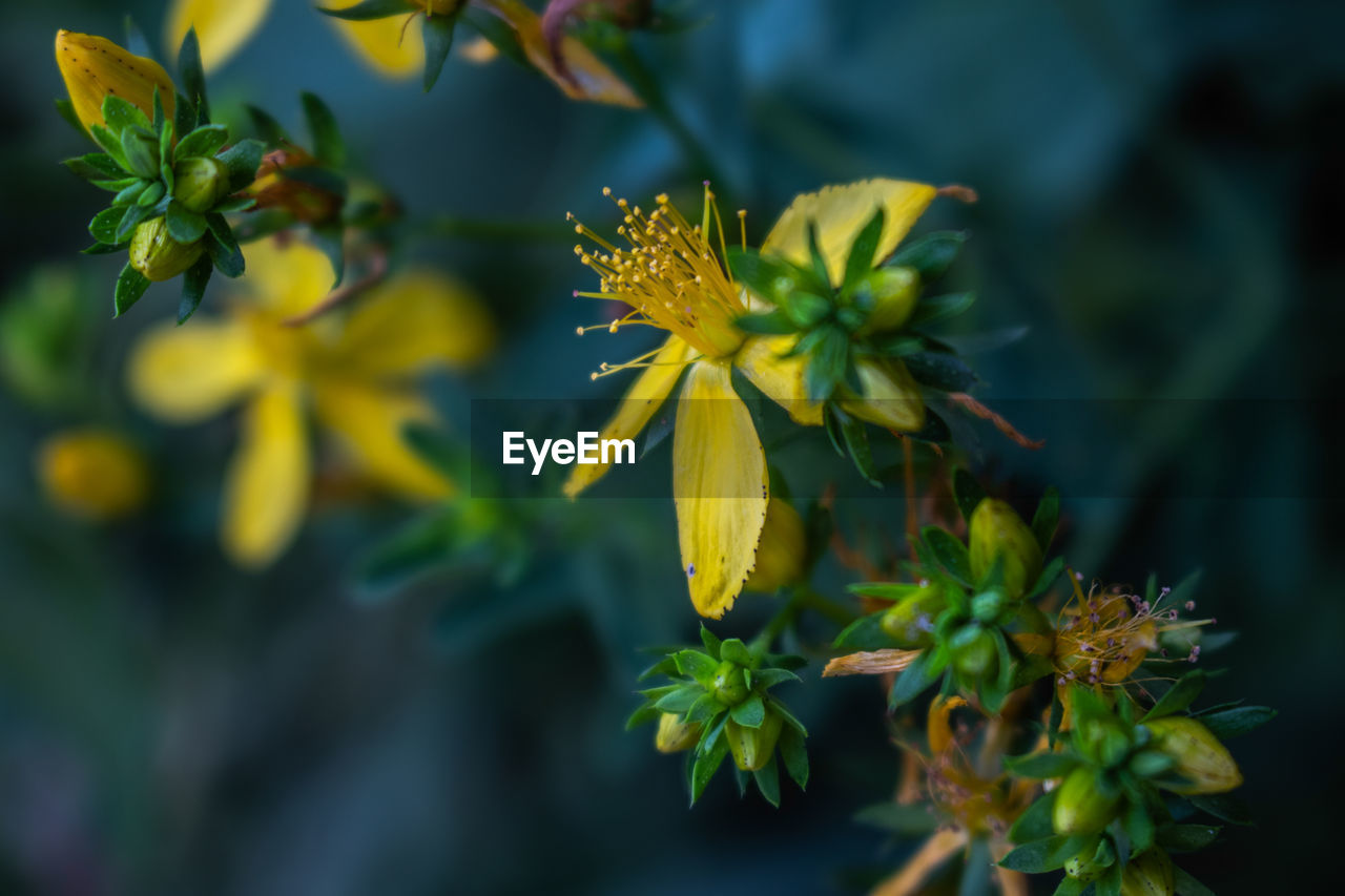 CLOSE-UP OF YELLOW FLOWER PLANT