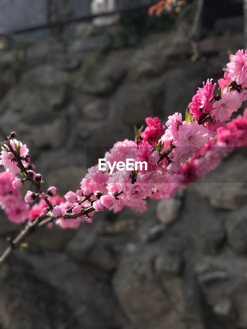 CLOSE-UP OF PINK FLOWERS BLOOMING