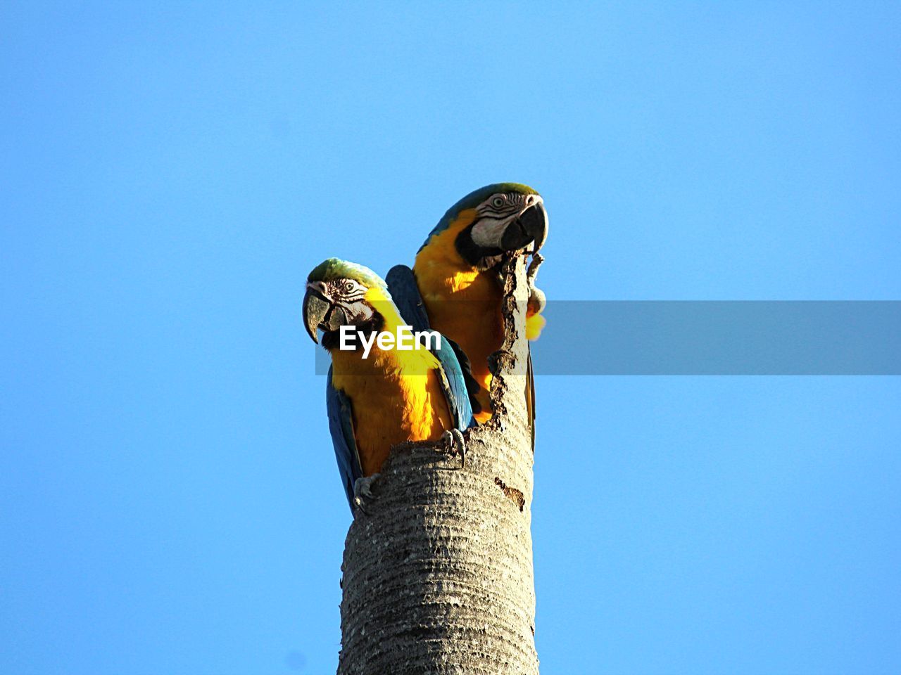 LOW ANGLE VIEW OF BIRD PERCHING