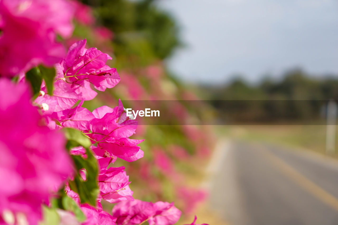 CLOSE-UP OF BOUGAINVILLEA BLOOMING OUTDOORS